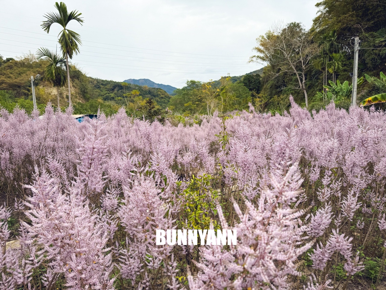 南投中寮溪畔秘境，粉紅麝香木花海大爆發，溪畔鋼琴美到像仙境！