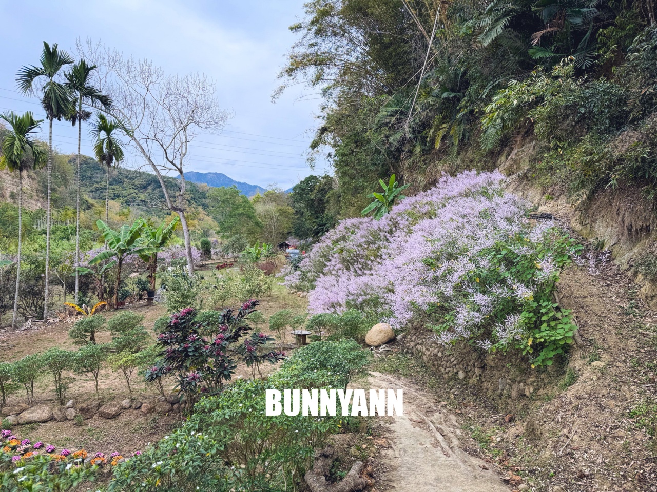 南投中寮溪畔秘境，粉紅麝香木花海大爆發，溪畔鋼琴美到像仙境！