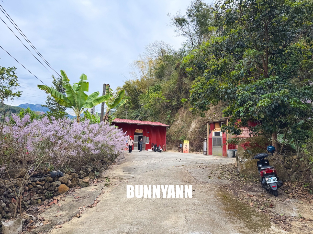 南投中寮溪畔秘境，粉紅麝香木花海大爆發，溪畔鋼琴美到像仙境！