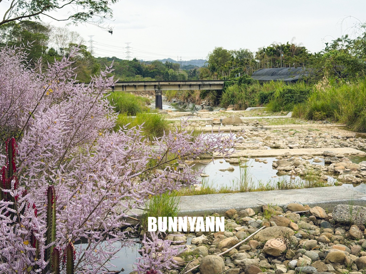 南投中寮溪畔秘境，粉紅麝香木花海大爆發，溪畔鋼琴美到像仙境！