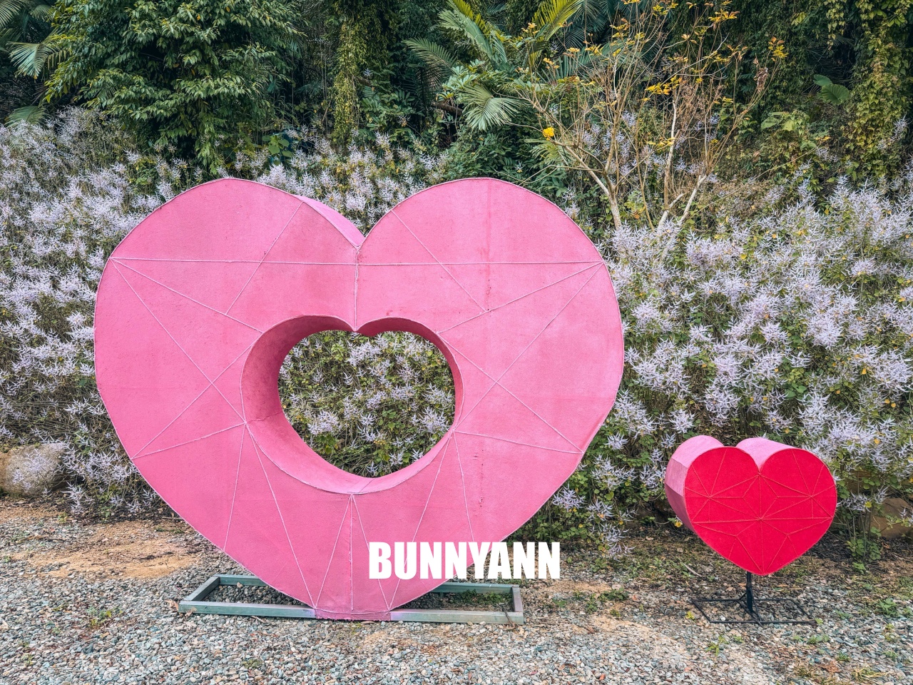 南投中寮溪畔秘境，粉紅麝香木花海大爆發，溪畔鋼琴美到像仙境！