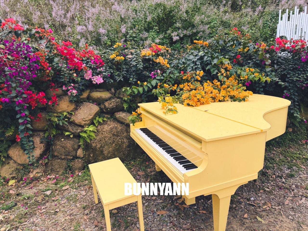 南投中寮溪畔秘境，粉紅麝香木花海大爆發，溪畔鋼琴美到像仙境！