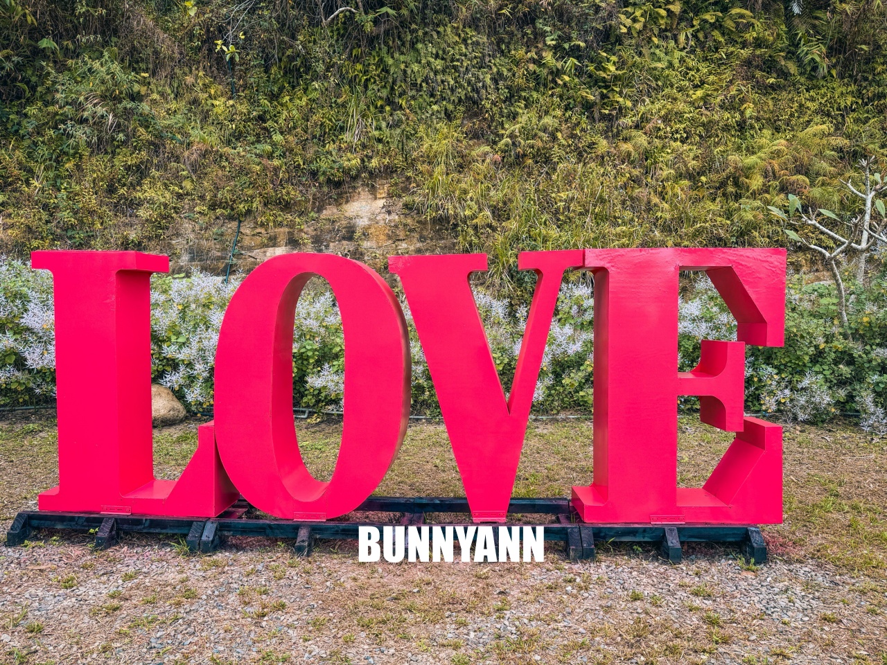 南投中寮溪畔秘境，粉紅麝香木花海大爆發，溪畔鋼琴美到像仙境！