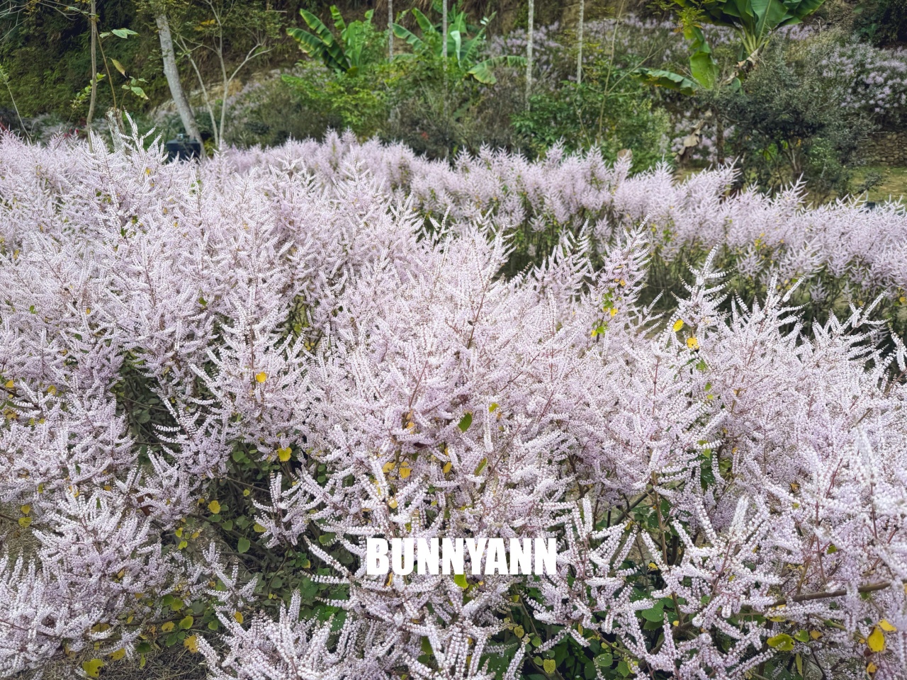 南投中寮溪畔秘境，粉紅麝香木花海大爆發，溪畔鋼琴美到像仙境！