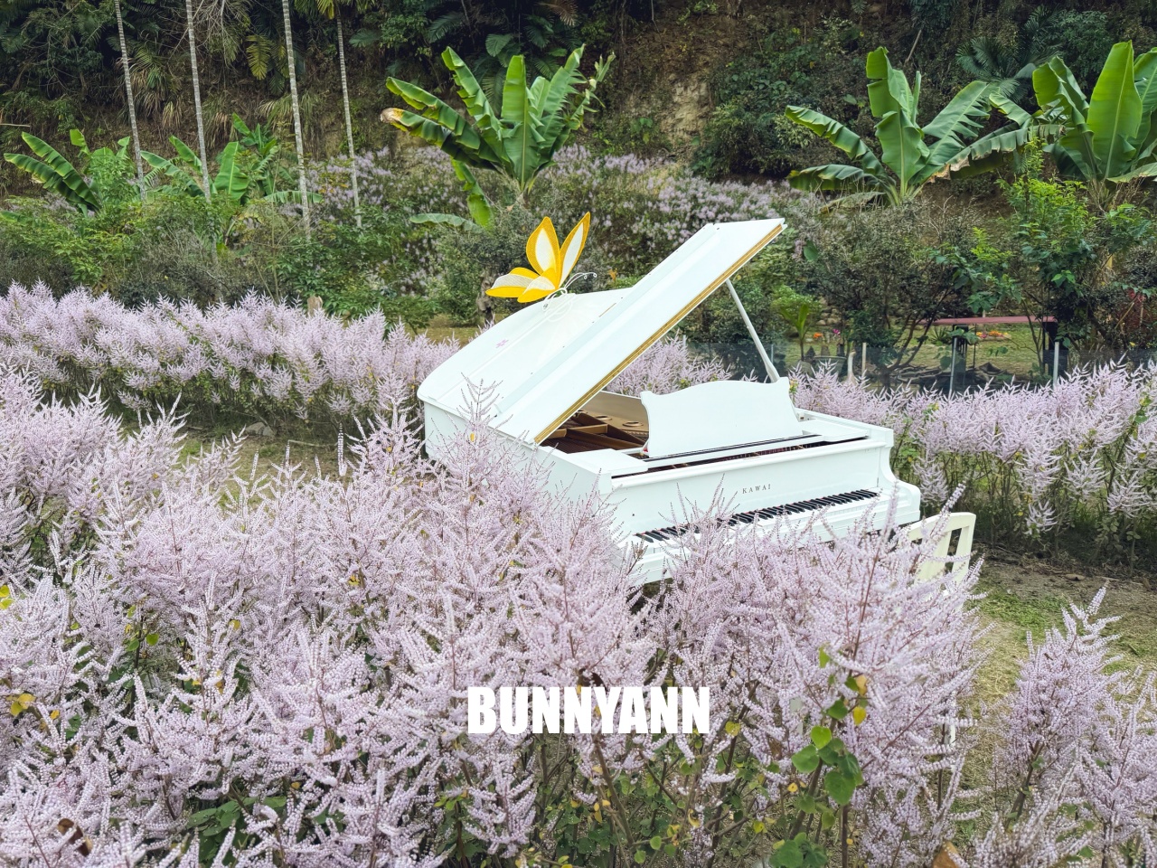 南投中寮溪畔秘境，粉紅麝香木花海大爆發，溪畔鋼琴美到像仙境！