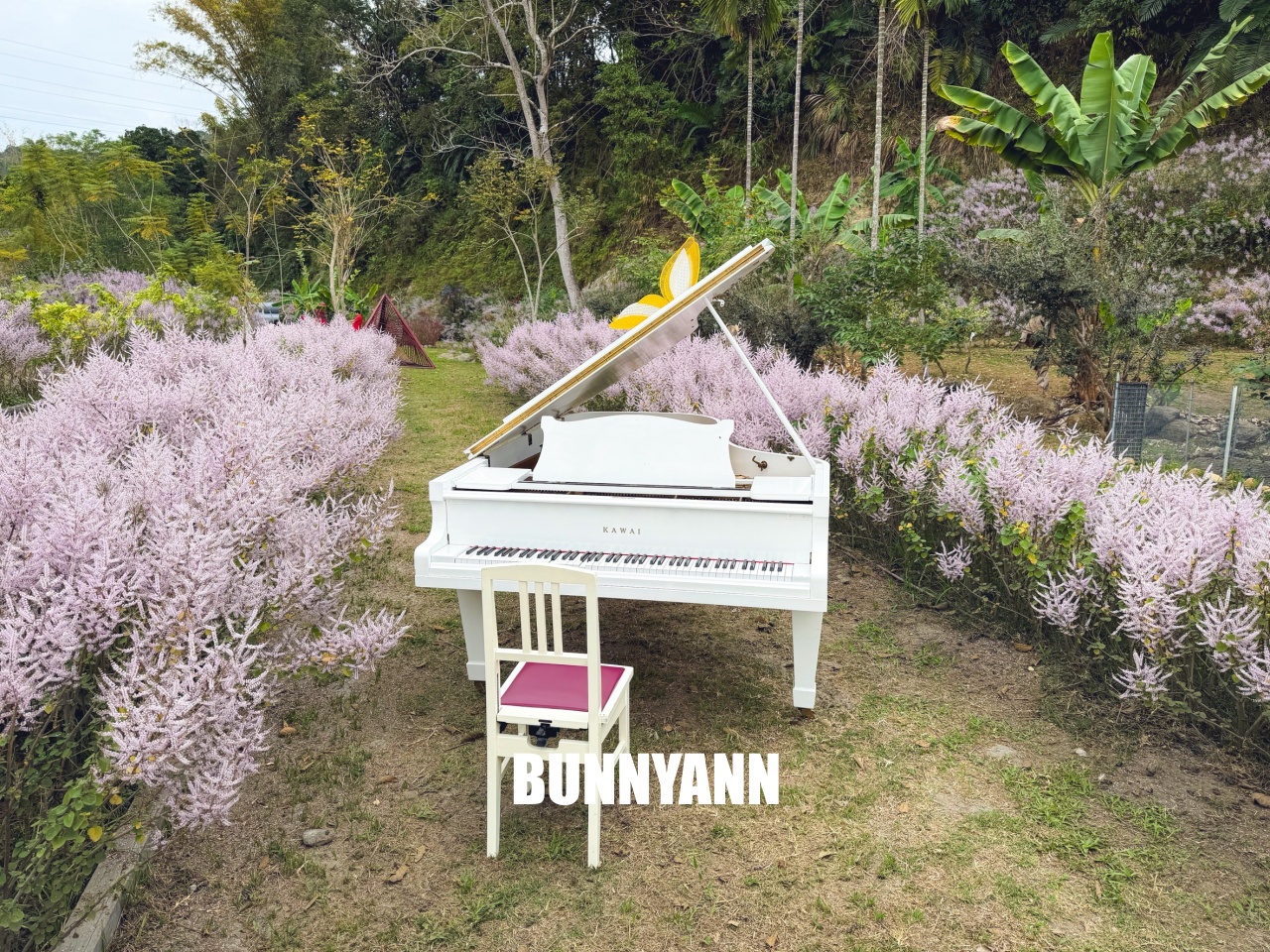 南投中寮溪畔秘境，粉紅麝香木花海大爆發，溪畔鋼琴美到像仙境！