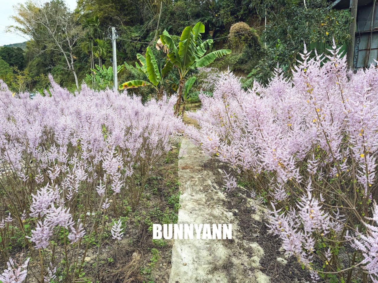 南投中寮溪畔秘境，粉紅麝香木花海大爆發，溪畔鋼琴美到像仙境！