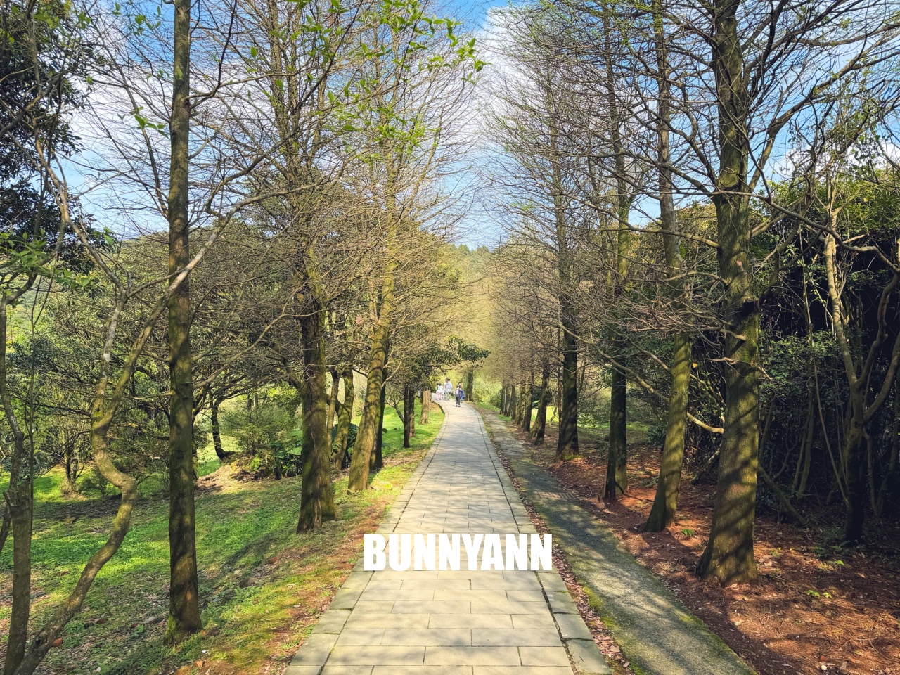 你應該不知道的森林吊橋,免費入園就能走半天,吊橋生態池美景全都有 你應該不知道的森林吊橋,免費入園就能走半天,吊橋生態池美景全都有