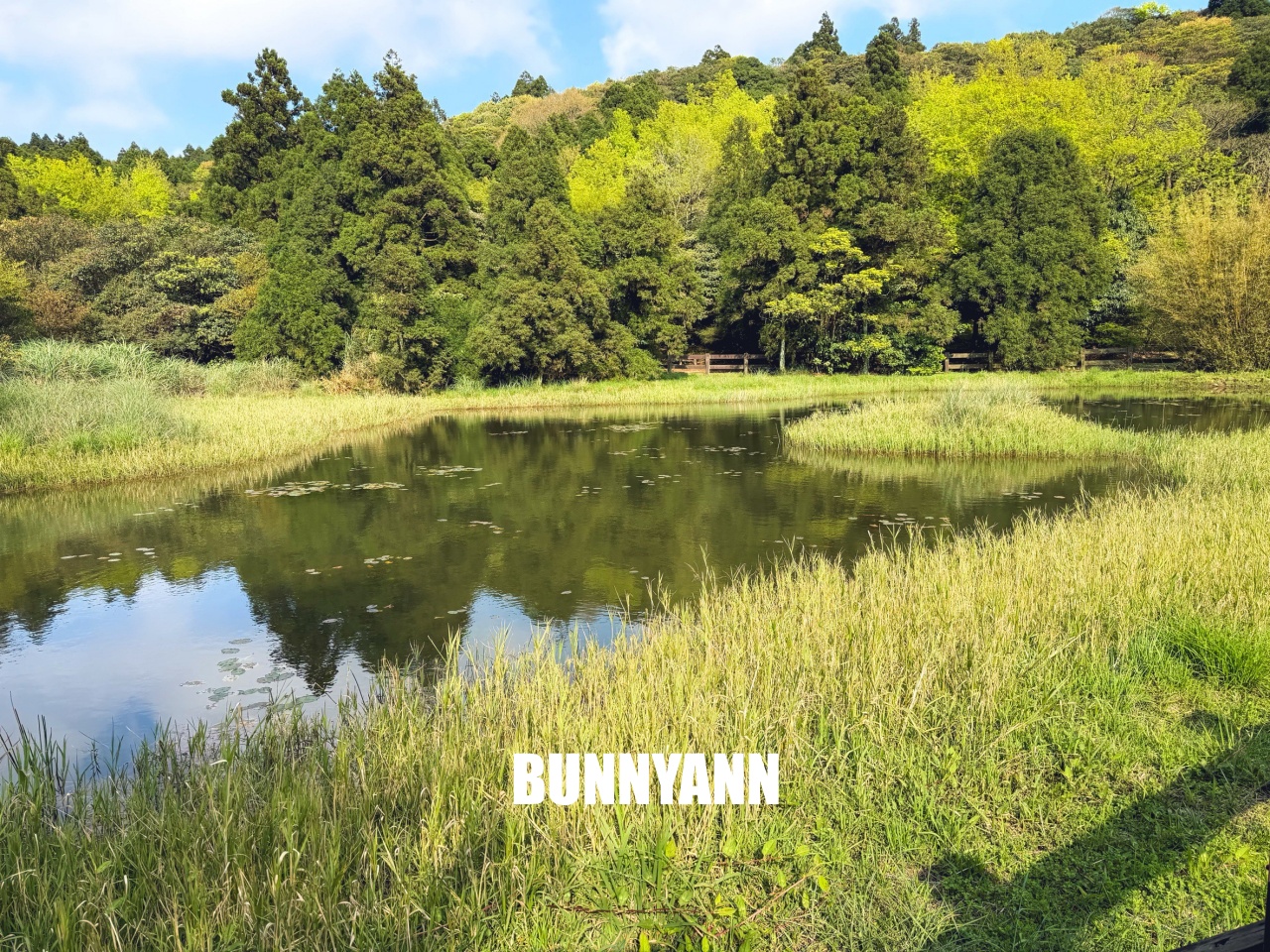 你應該不知道的森林吊橋，免費入園就能走半天，吊橋生態池美景全都有