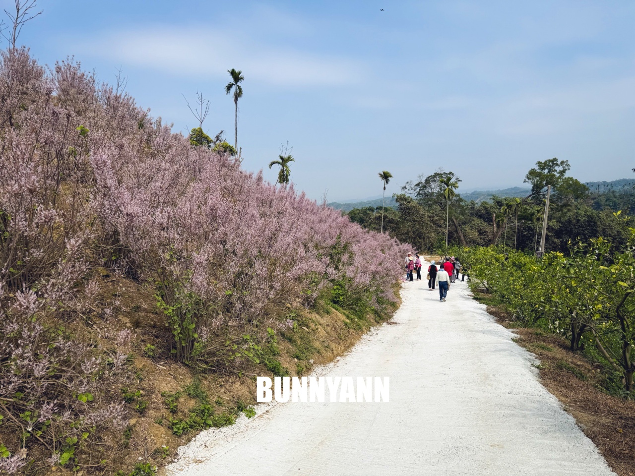 你應該不知道的森林山丘，200元入園就能待半天，花海湖畔美景全都有