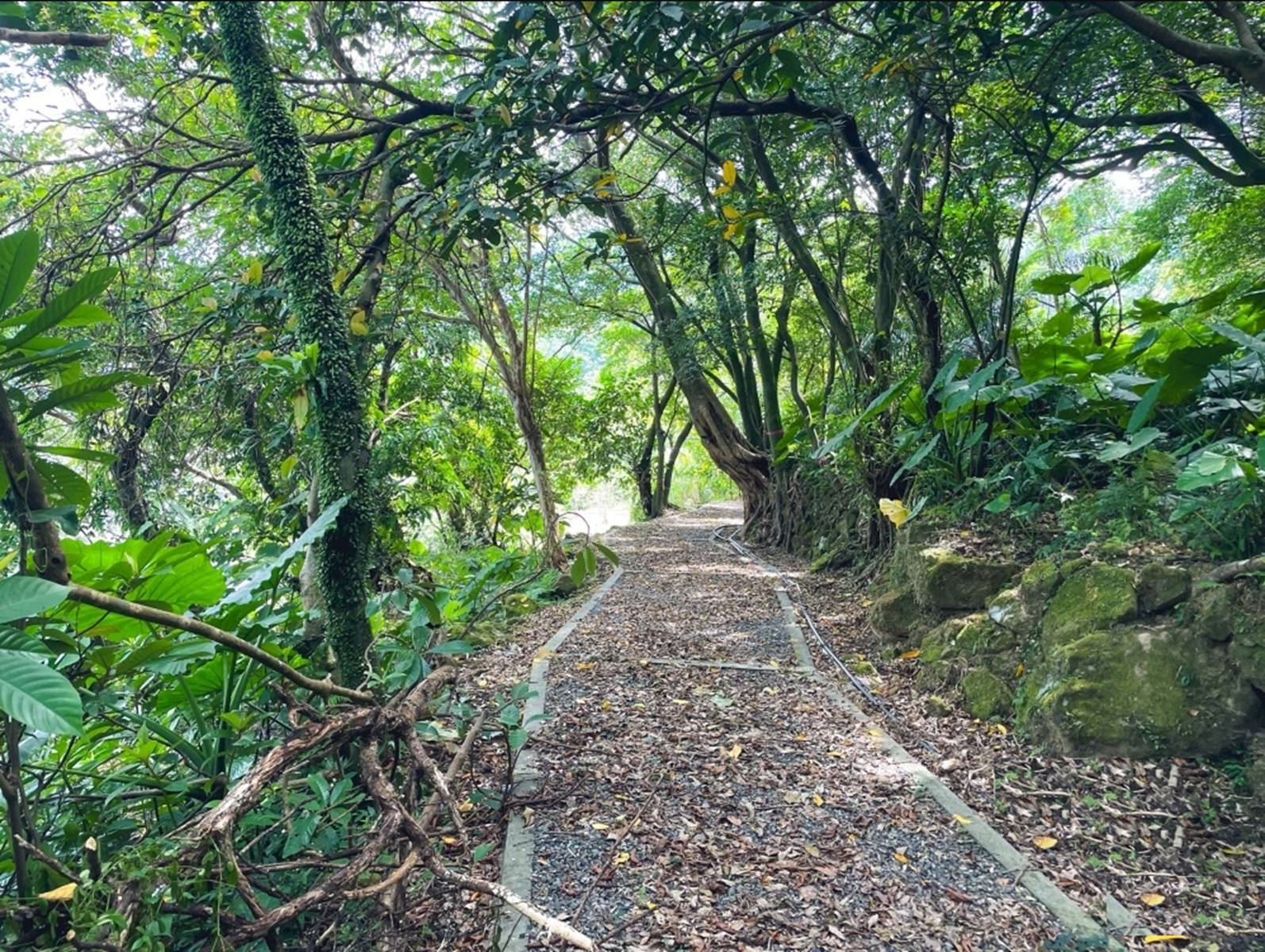 新北【瑞芳運動公園】嗨玩山丘溜滑梯，環山森林步道舒適又好走