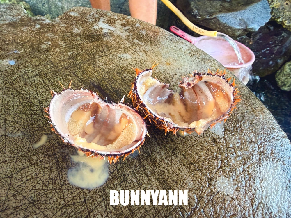 原本漁港走走，結果是現撈海膽店家，點一顆超級鮮，河豚體驗也好玩