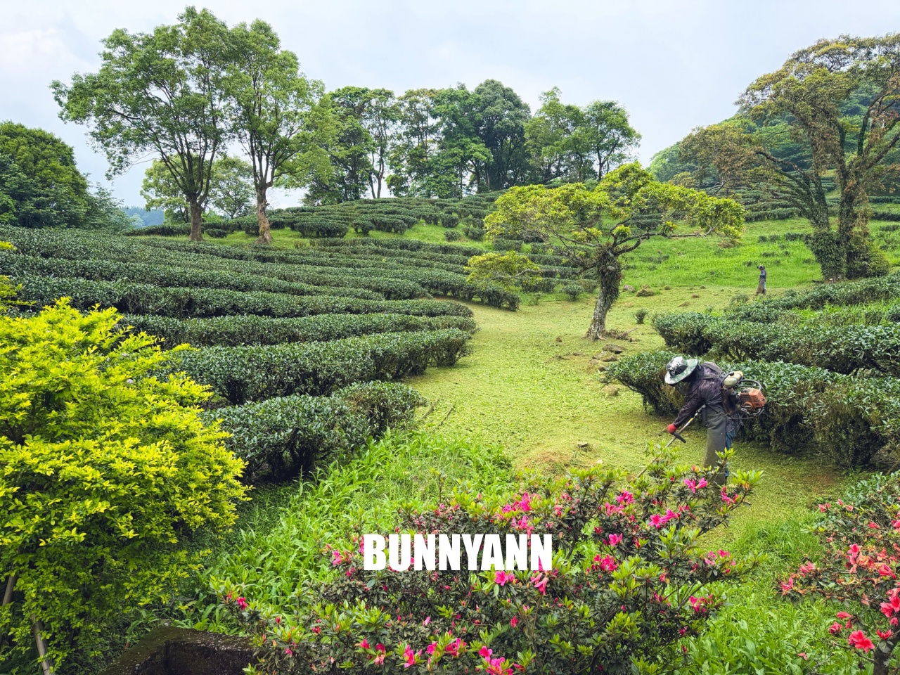 禾煦熊空休閒農場｜遠的要命山頂茶園咖啡館路況資訊總整理