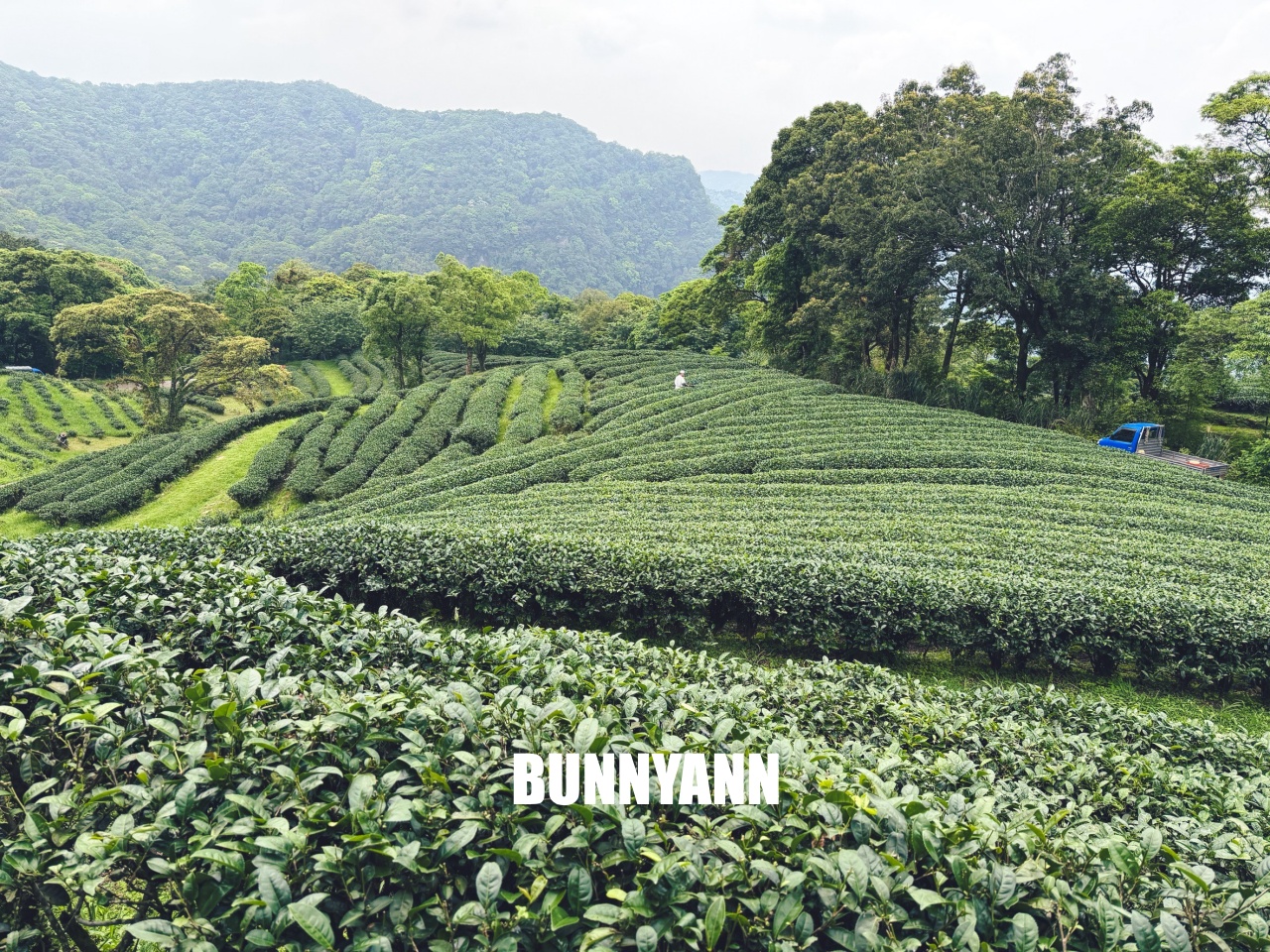 禾煦熊空休閒農場｜遠的要命山頂茶園咖啡館路況資訊總整理