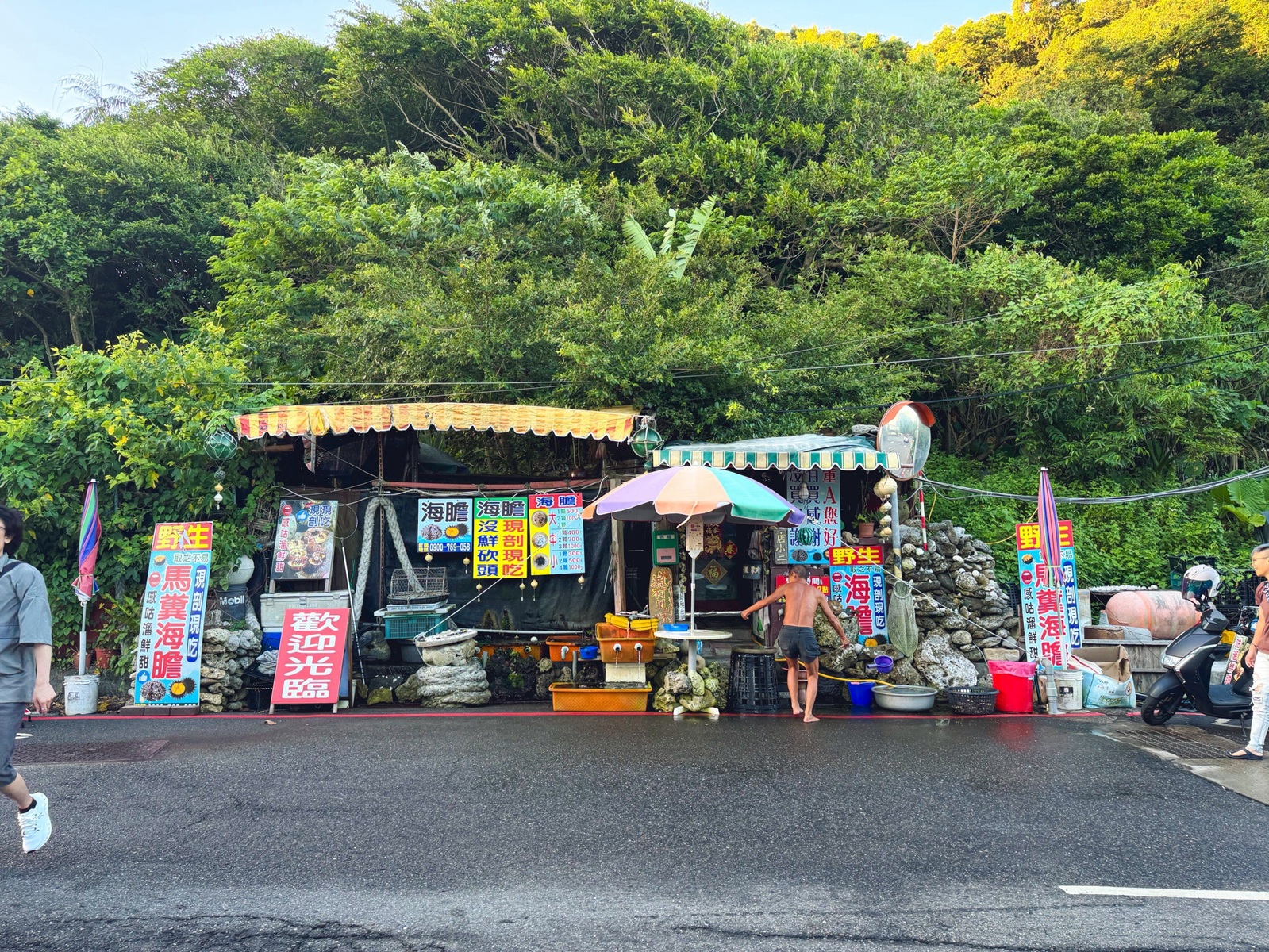 馬糞海膽現剖