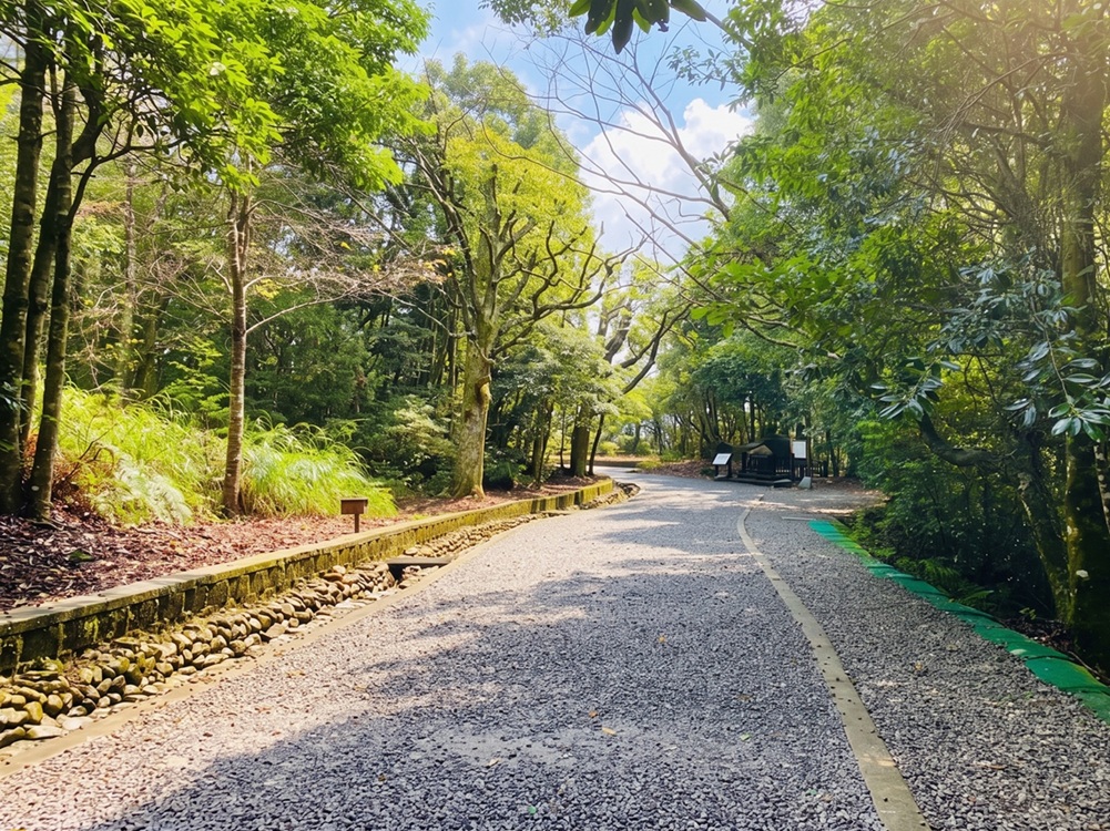 地點有夠山上，卻是免入園票步道，沿途是高聳樹木與雲海美麗景色