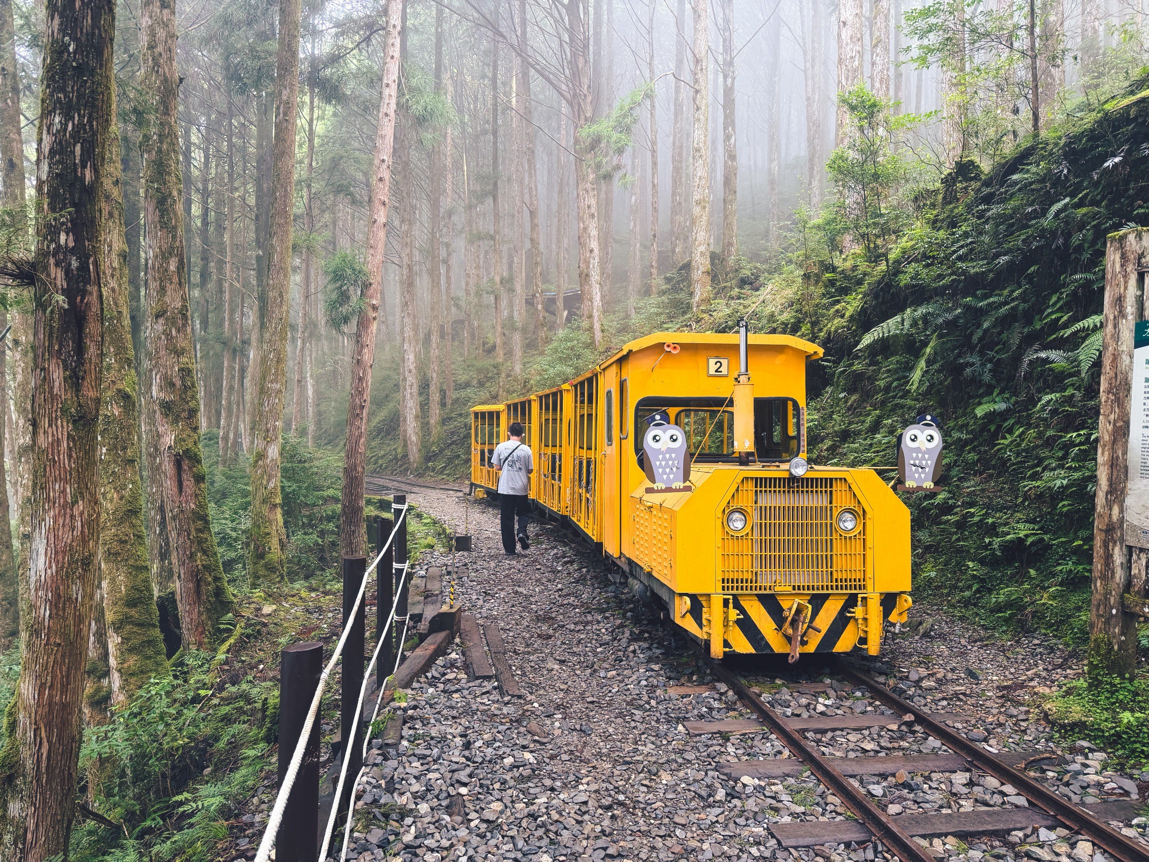 一早上山就為了這張票！太平山森林小火車180元，穿過雲霧超夢幻