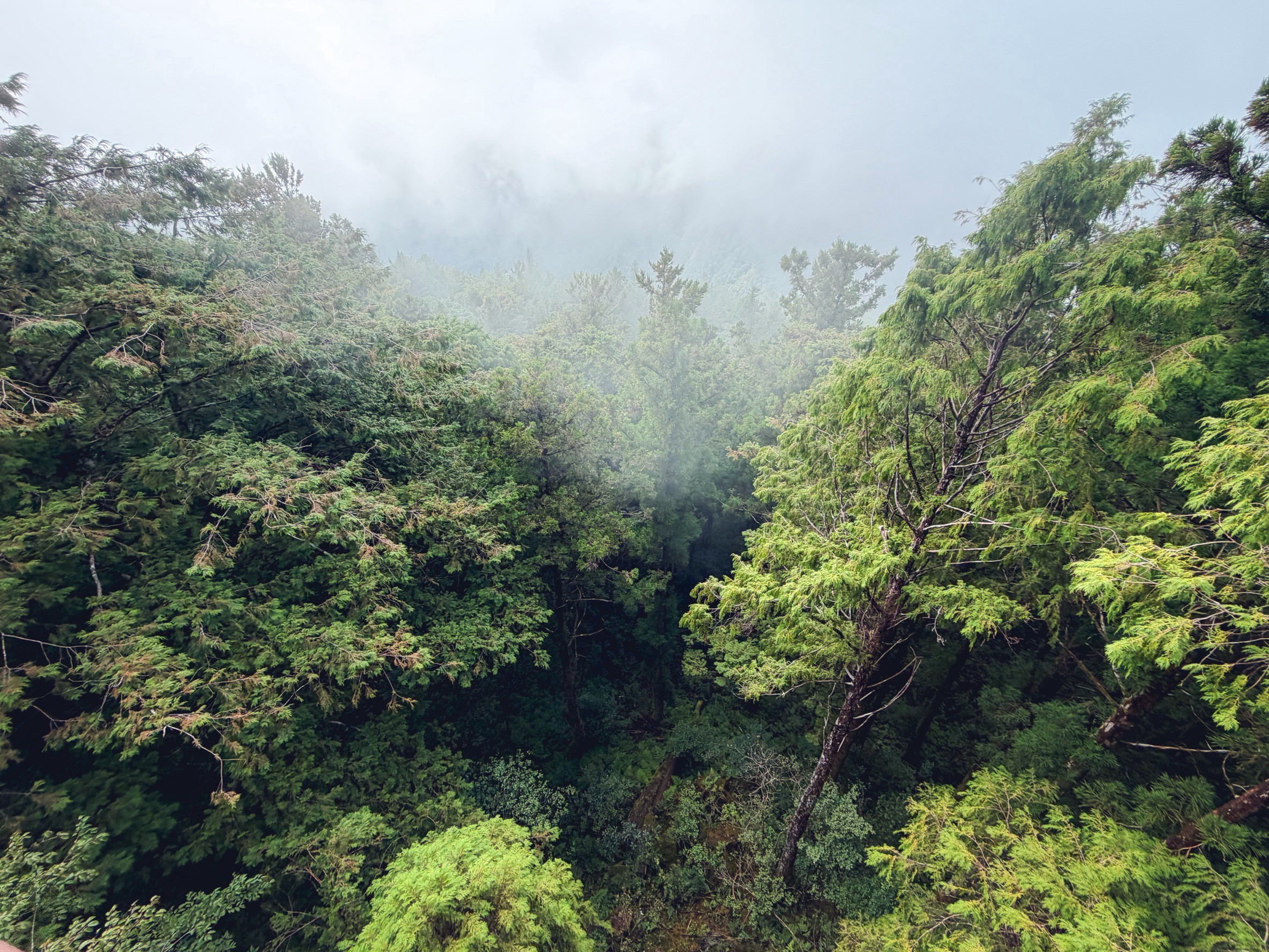 一早上山就為了這張票！太平山森林小火車180元，穿過雲霧超夢幻