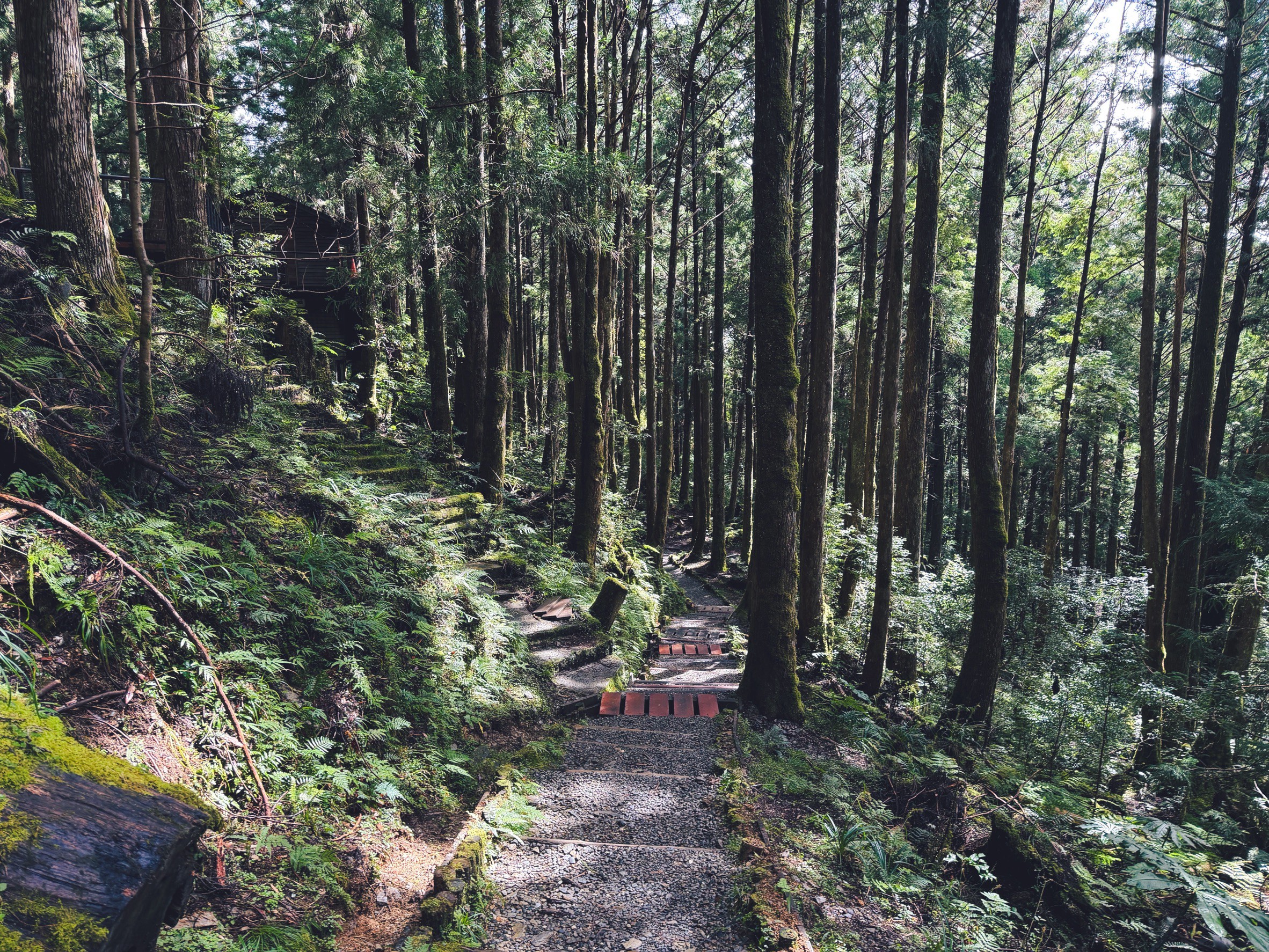 一早上山就為了這張票！太平山森林小火車180元，穿過雲霧超夢幻