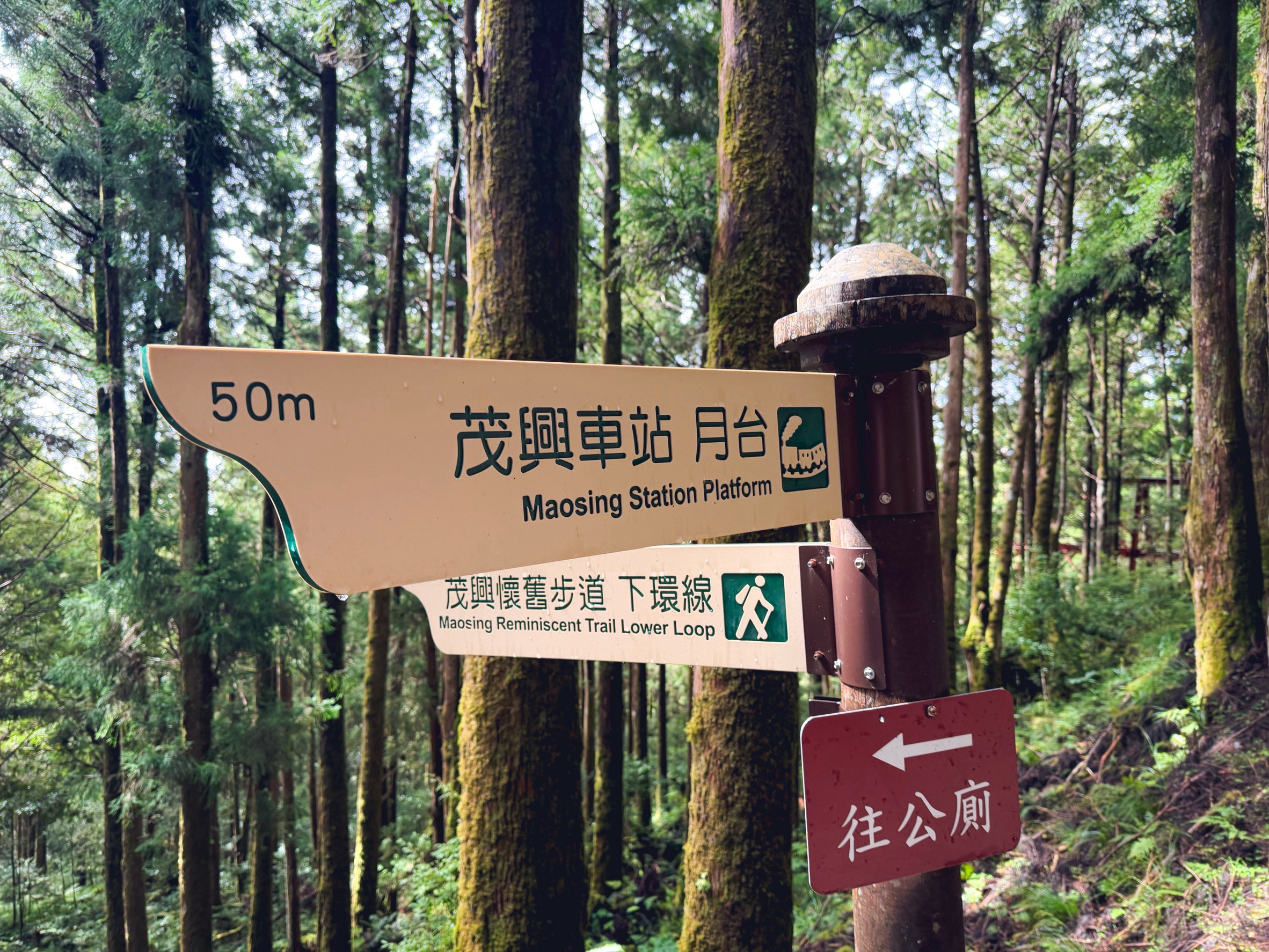一早上山就為了這張票！太平山森林小火車180元，穿過雲霧超夢幻