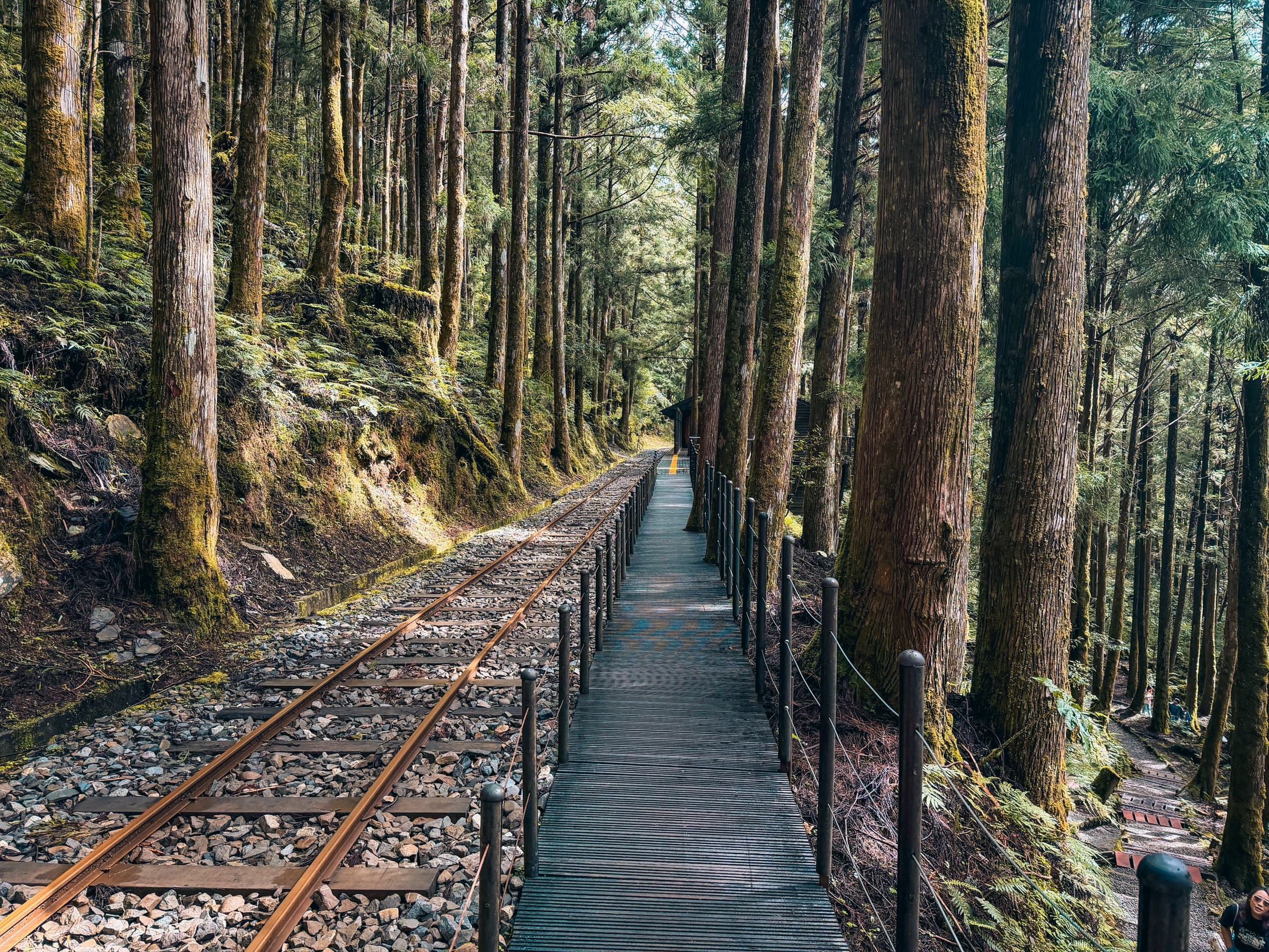 一早上山就為了這張票！太平山森林小火車180元，穿過雲霧超夢幻