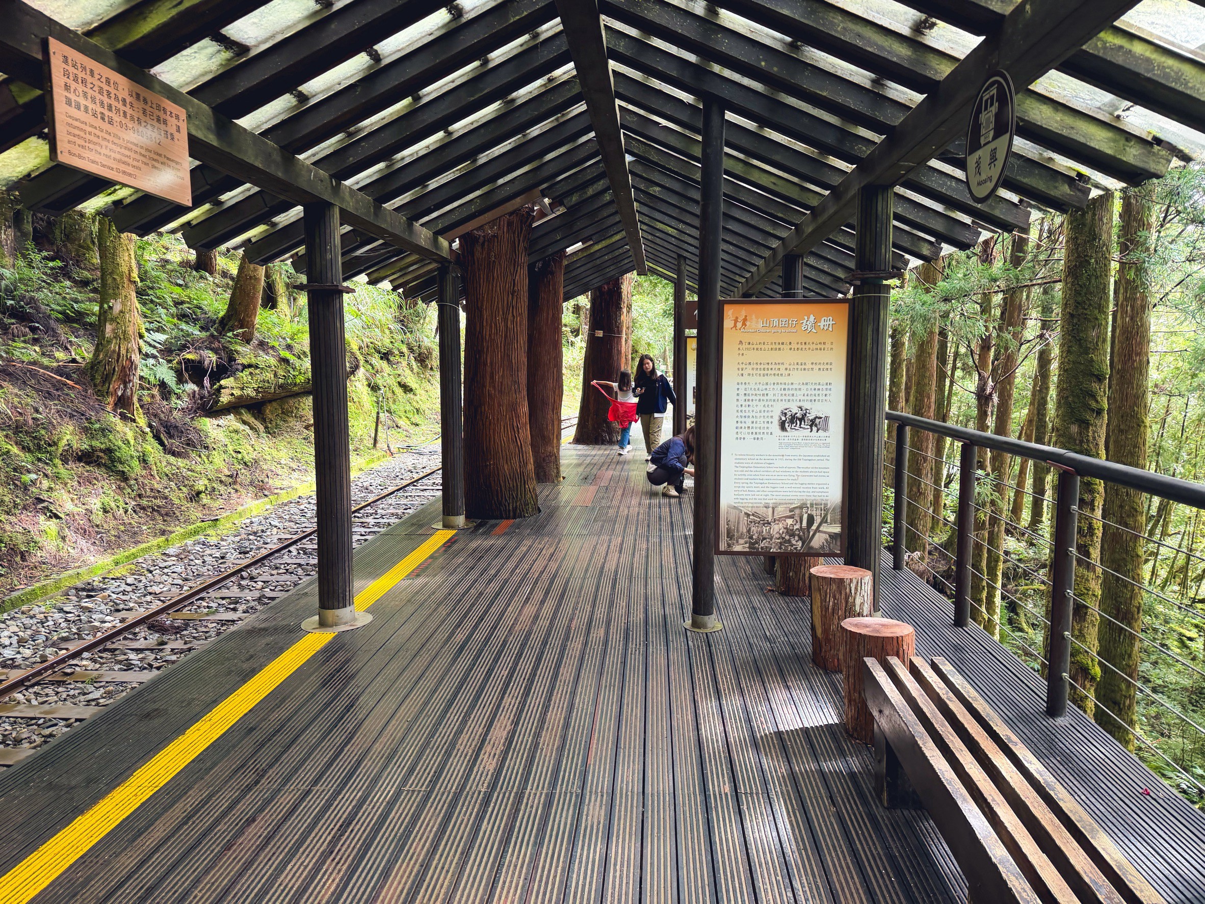 一早上山就為了這張票！太平山森林小火車180元，穿過雲霧超夢幻