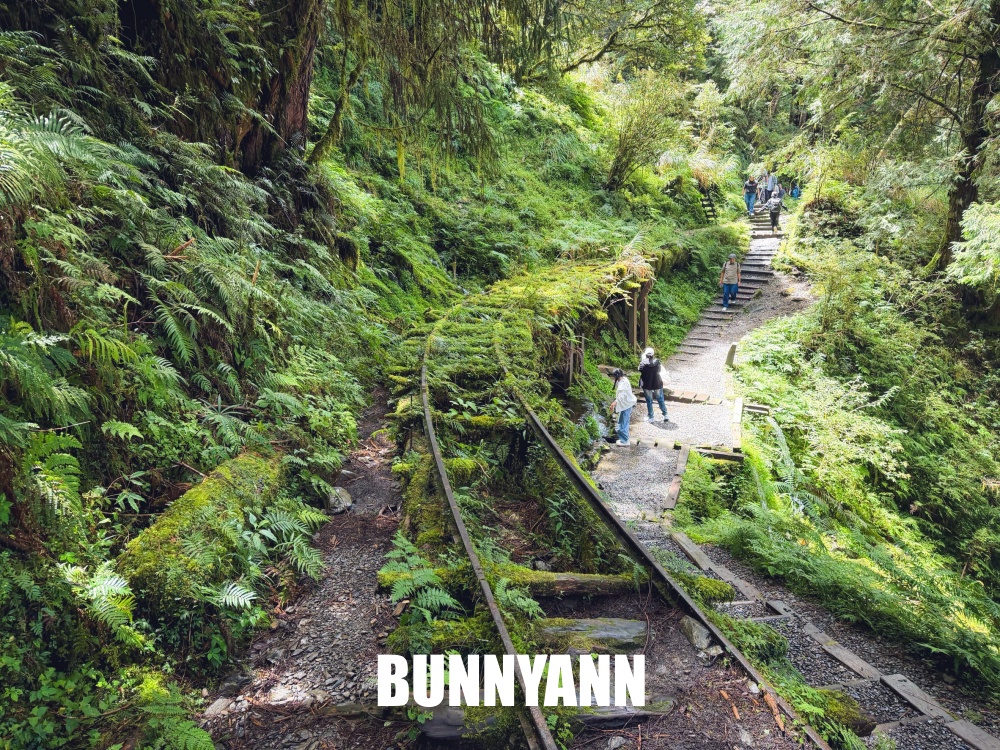 一開始只想來山上散步，沒想到見晴懷古步道這麼美，連舊鐵道和森林都讓人驚艷