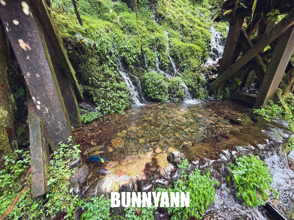 一開始只想來山上散步，沒想到見晴懷古步道這麼美，連舊鐵道和森林都讓人驚艷