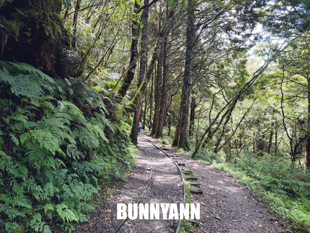一開始只想來山上散步，沒想到見晴懷古步道這麼美，連舊鐵道和森林都讓人驚艷