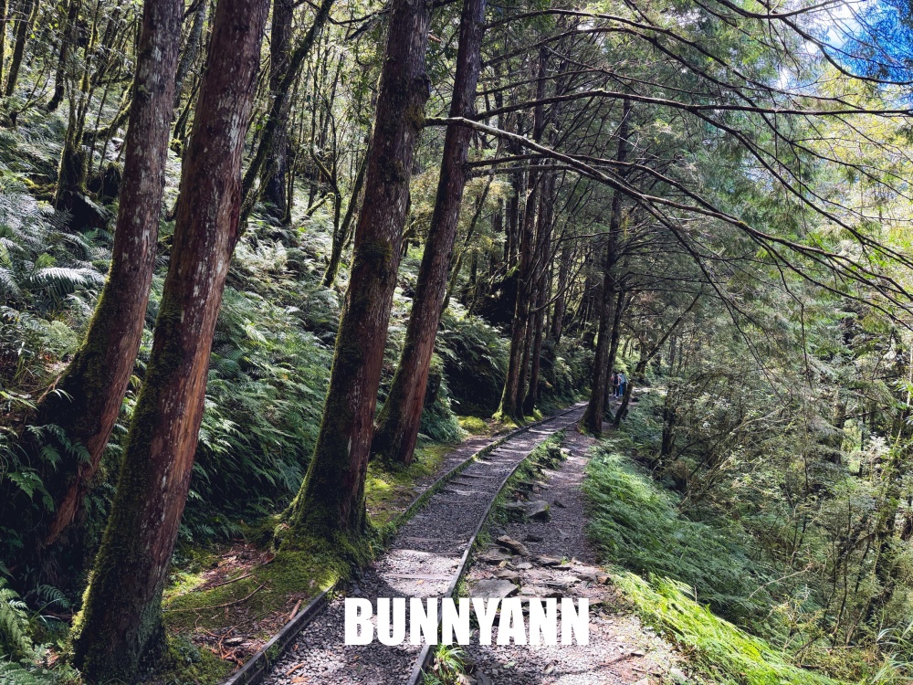 一開始只想來山上散步，沒想到見晴懷古步道這麼美，連舊鐵道和森林都讓人驚艷