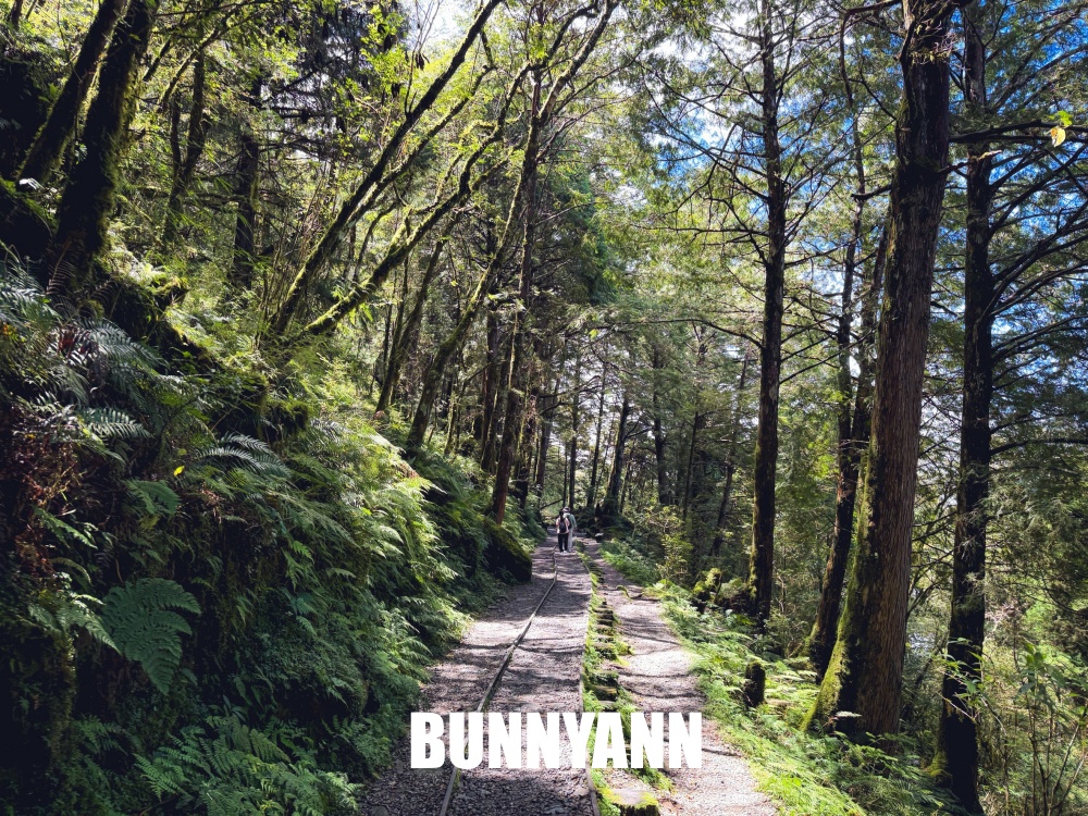 一開始只想來山上散步，沒想到見晴懷古步道這麼美，連舊鐵道和森林都讓人驚艷