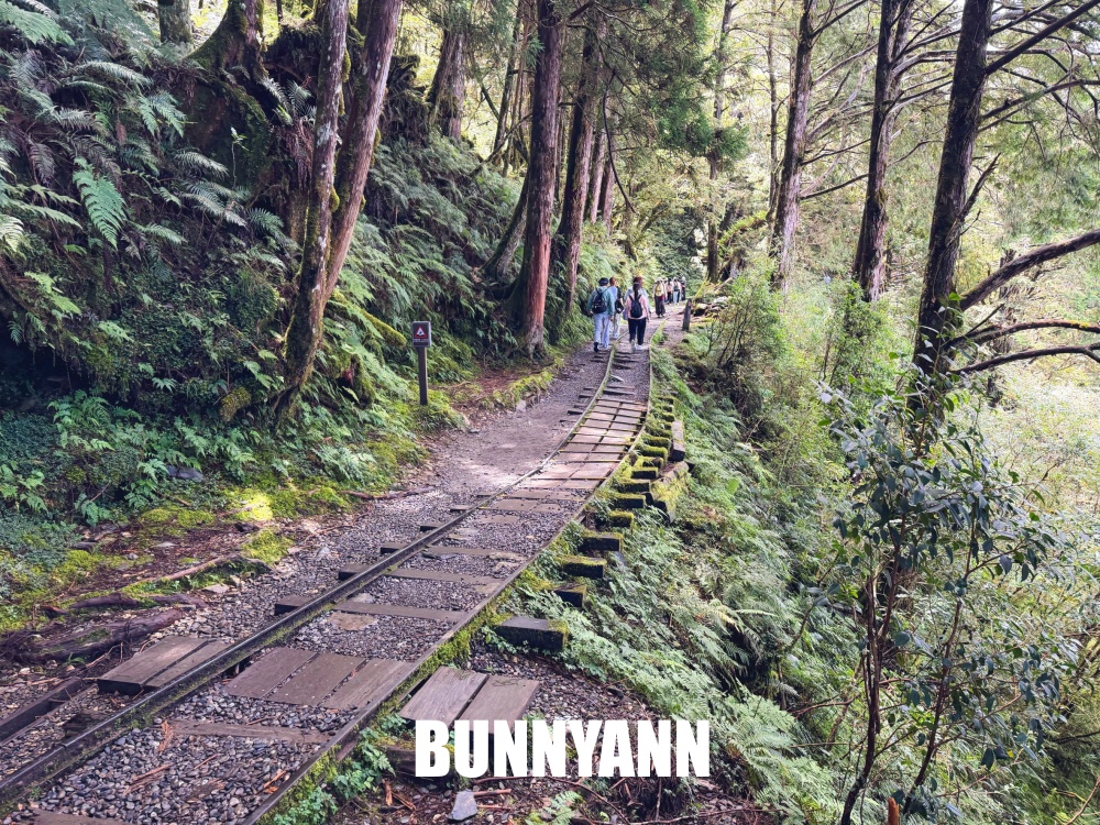 一開始只想來山上散步，沒想到見晴懷古步道這麼美，連舊鐵道和森林都讓人驚艷