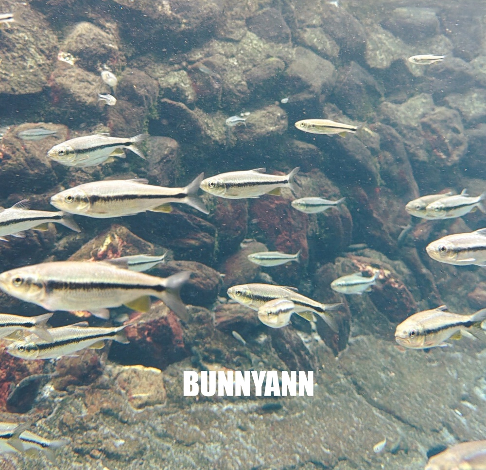 屏東這部落超隱密，沁涼二峰圳竟然好多小魚，圳水又乾淨透徹好美麗