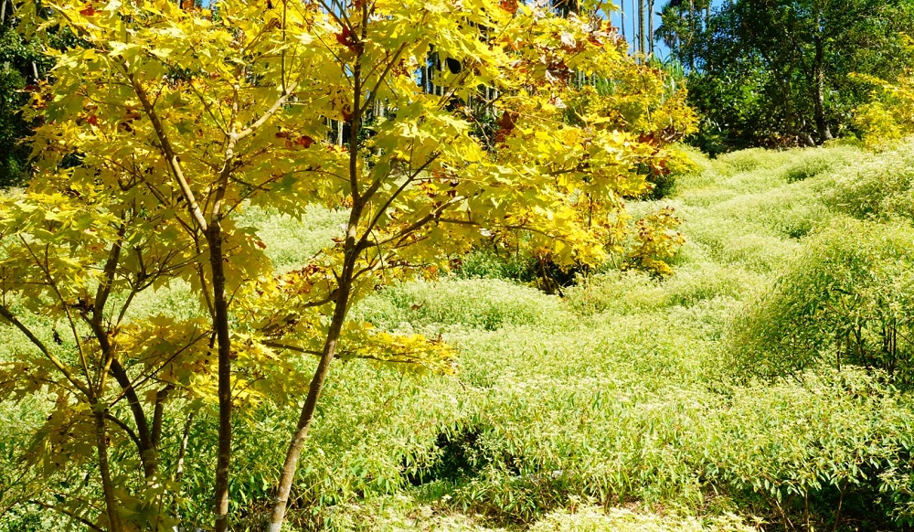 台中桃李河畔森林下午茶，森林小徑、池畔賞景，一起沐浴自然中
