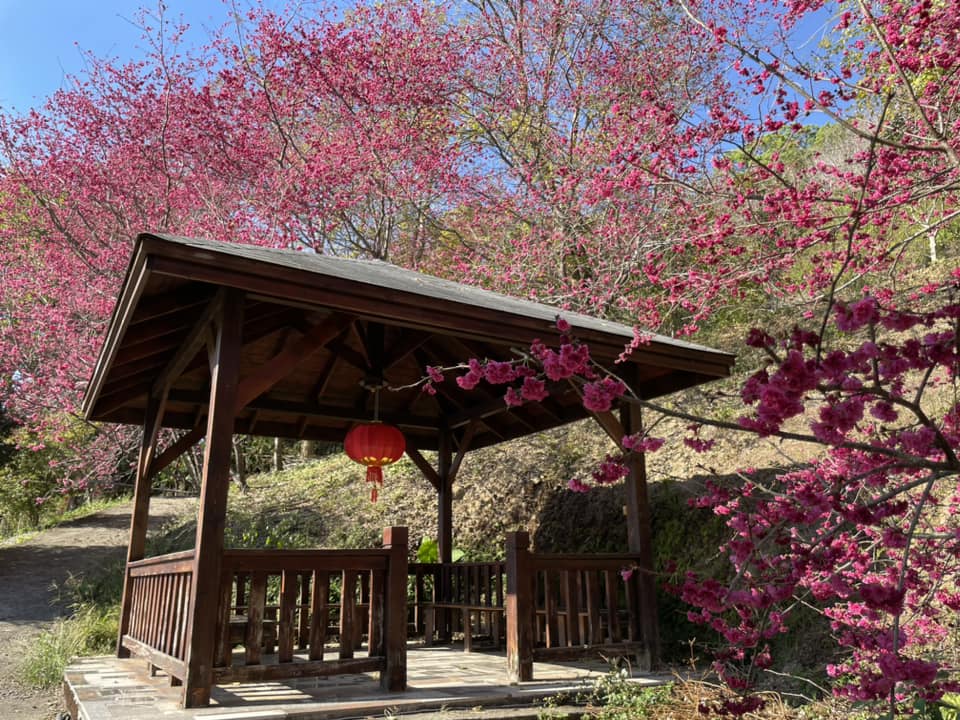 台中【沐心泉休閒農場】推薦沐心泉一日遊這樣玩，四季賞花最佳地點。