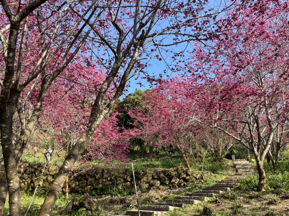 台中【沐心泉休閒農場】推薦沐心泉一日遊這樣玩，四季賞花最佳地點。