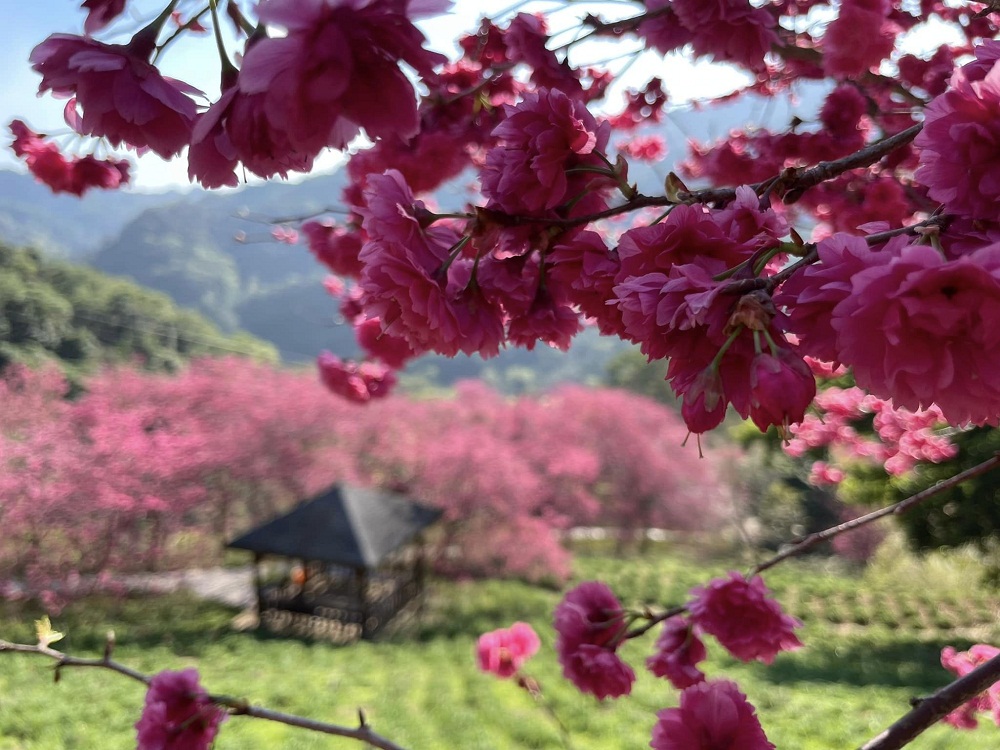 台中【沐心泉休閒農場】推薦沐心泉一日遊，四季賞花最佳地點。