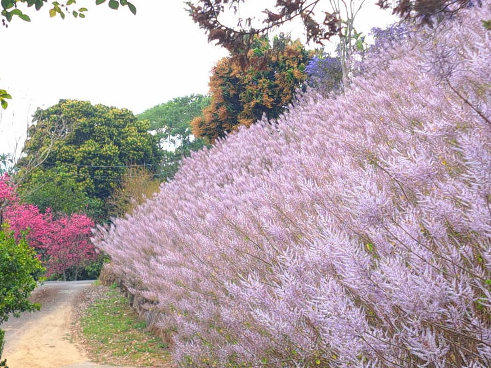 南投中寮【瑰蜜甜心玫瑰園】毛茸茸花海山丘，交通方式與門票介紹!!