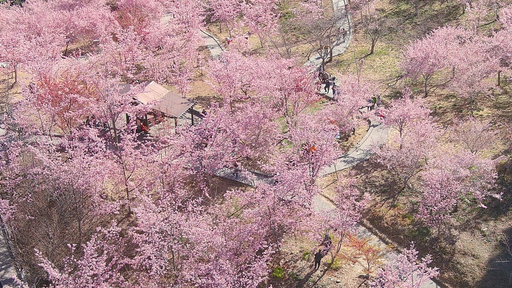 2023【福壽山千櫻園】交通和門票資訊，粉紅櫻花林即時影像