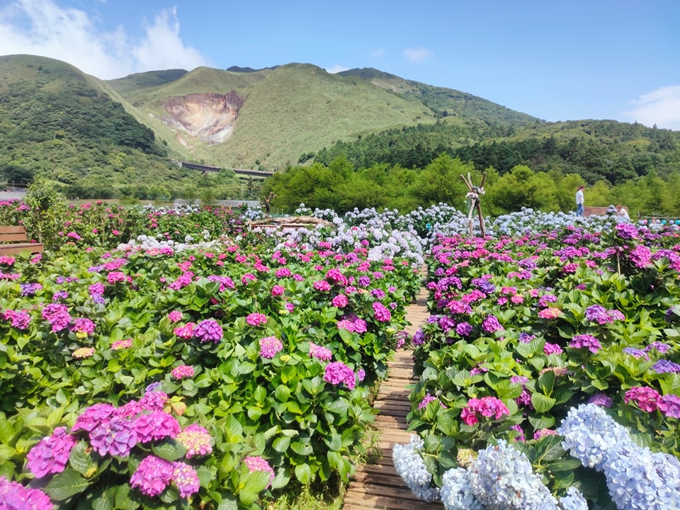 陽明山頂湖「財福繡球花園」大面積繡球花田美麗綻放