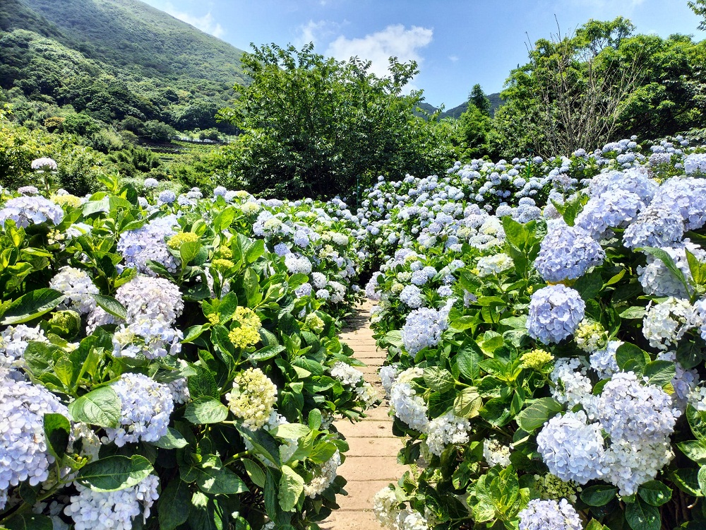竹子湖「花與樹繡球花園」夢幻系繡球花仙境就在這了