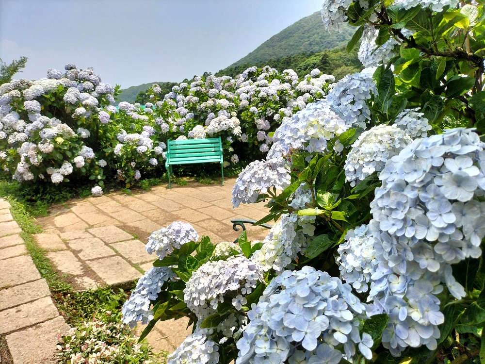 竹子湖「花與樹繡球花園」夢幻系繡球花仙境就在這了