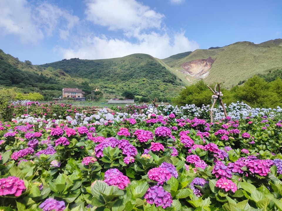 陽明山頂湖「財福繡球花園」大面積繡球花田美麗綻放