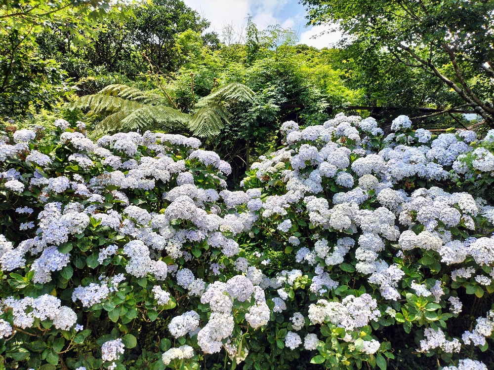 竹子湖「花與樹繡球花園」夢幻系繡球花仙境就在這了
