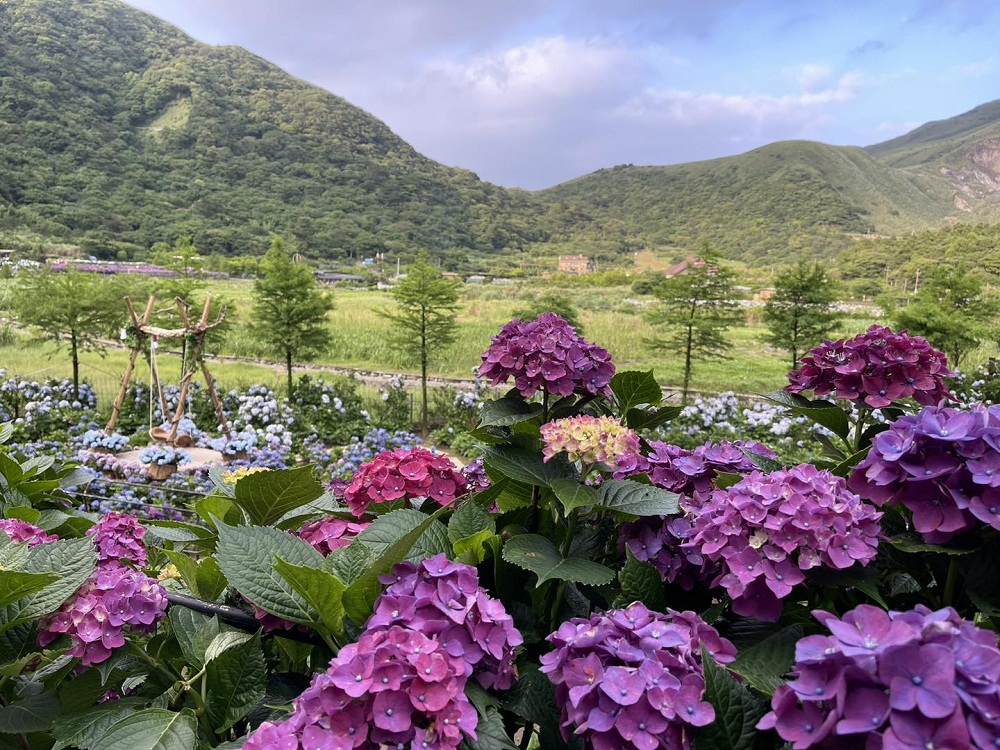 竹子湖「名陽匍休閒農莊」超美繡球花田，海芋花況介紹
