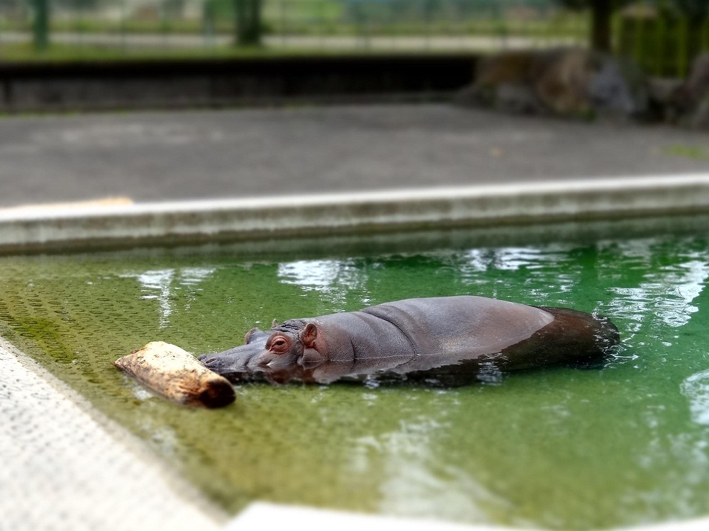 熊本景點｜熊本市動植物園