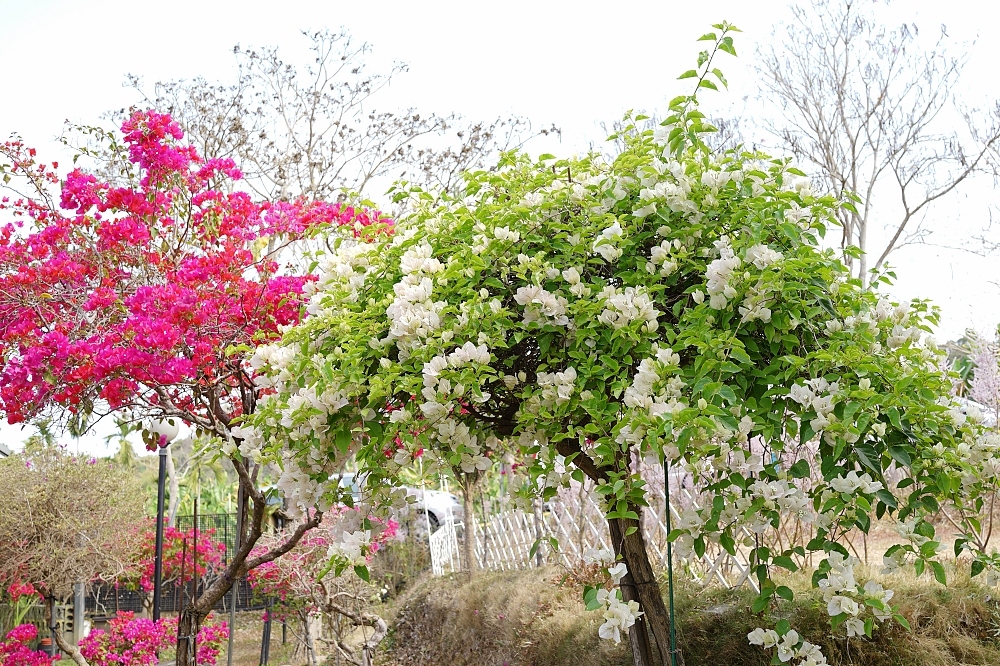 南投中寮【瑰蜜甜心玫瑰園】毛茸茸花海山丘，交通方式與門票介紹!!