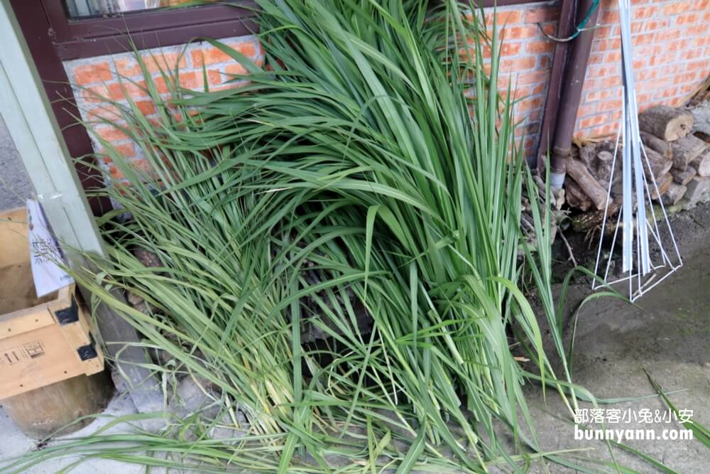 宜蘭【農夫青蔥體驗農場】來拔三星蔥回家，餵梅花鹿吃飯