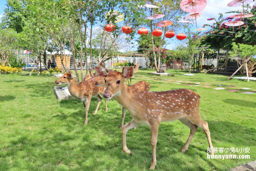 宜蘭【農夫青蔥體驗農場】來拔三星蔥回家，餵梅花鹿吃飯