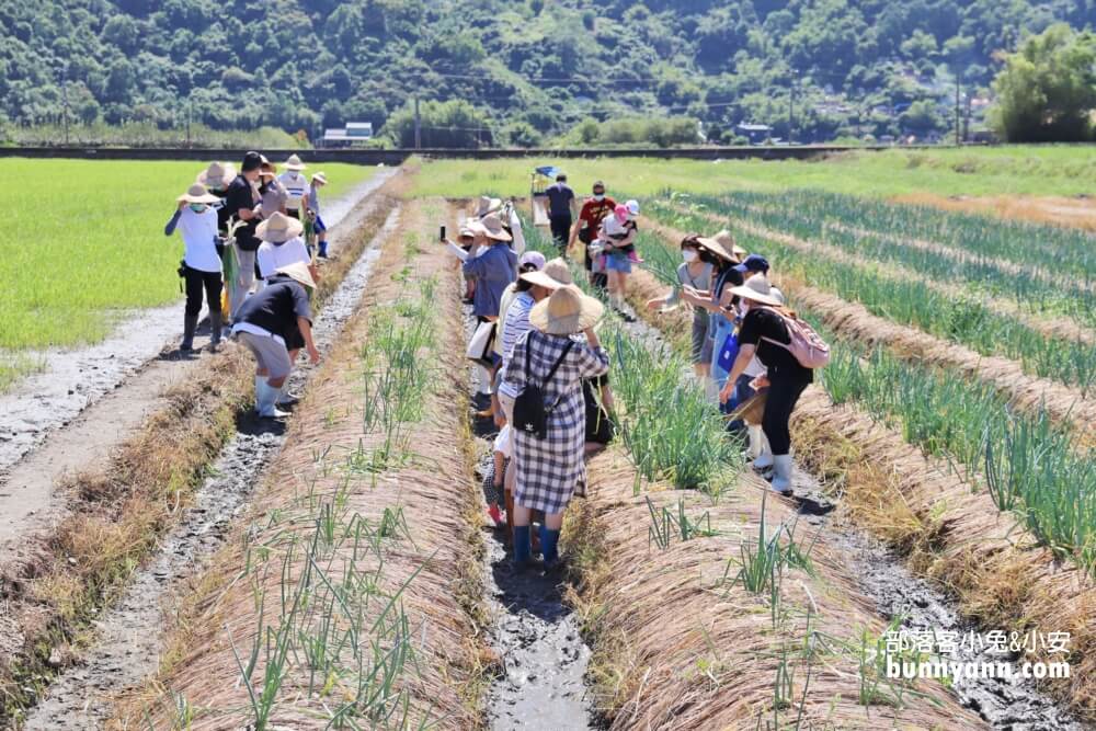 宜蘭【農夫青蔥體驗農場】來拔三星蔥回家，餵梅花鹿吃飯